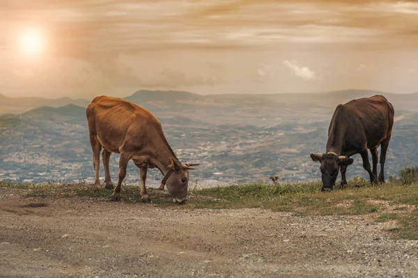 Οι αγελάδες βόσκουν σε ένα λιβάδι του βουνού στο ηλιοβασίλεμα της Ελλάδας. Αγελάδα στο βουνό απέναντι από την ελληνική πόλη του Βόλου. — Φωτογραφία Αρχείου