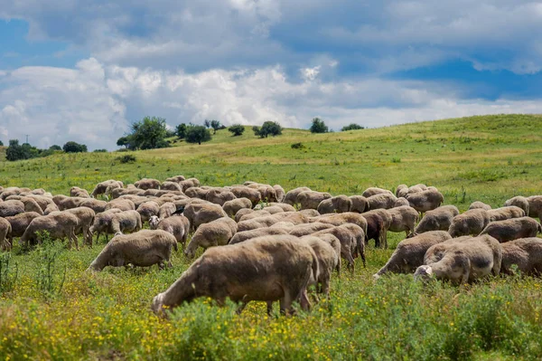 Овцы пасутся на лугу горы на закате Греции — стоковое фото