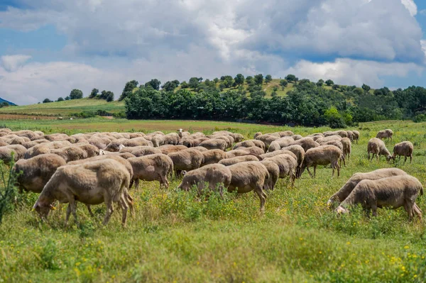 Овцы пасутся на лугу горы на закате Греции — стоковое фото