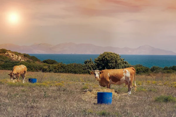 牛は、ギリシャの夕日山の牧草地に放牧します。牛山の海の反対側. — ストック写真