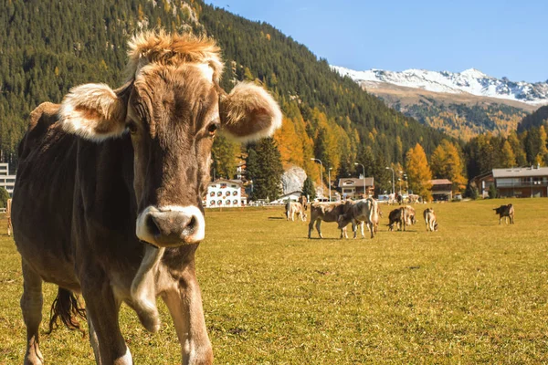 Tehenek legelnek a mező Davosban, Svájcban, a svájci Alpok a háttérben. Davos, Svájc. — Stock Fotó