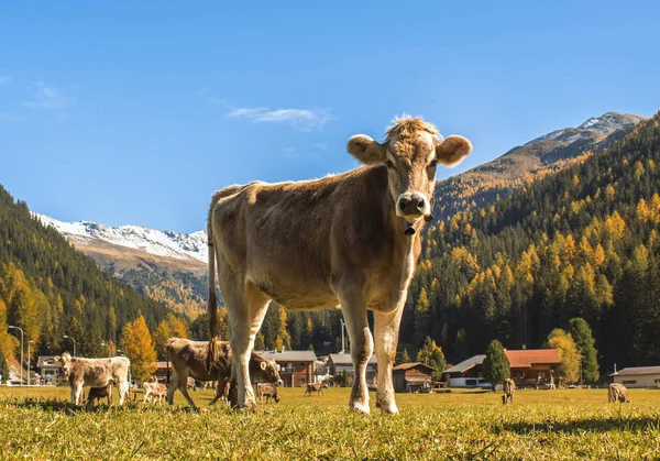 Tehenek legelnek a mező Davosban, Svájcban, a svájci Alpok a háttérben. Davos, Svájc. — Stock Fotó