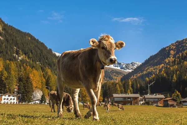 Tehenek legelnek a mező Davosban, Svájcban, a svájci Alpok a háttérben. Davos, Svájc. — Stock Fotó