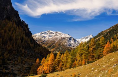 İsviçre Alpleri ve İsviçre Ulusal parc orman manzara. İsviçre Alpleri üzerinde sonbahar. Parc Naziunal Svizzer. Swiss Kanton Graubunden. Val Mstair Region
