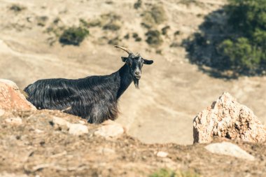 Uçurumun tepesindeki keçiler 