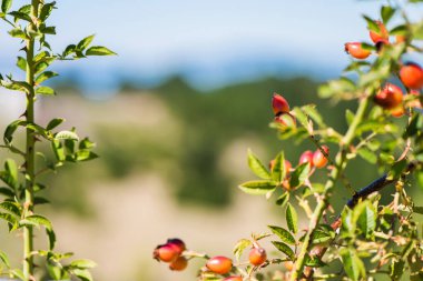Mavi arka planda olgun gül kalçalı küçük dal ve güneşli bir gün.