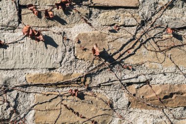 Ağaçları ve kuru sonbahar yaprakları olan tuğla bir duvarın arka planı