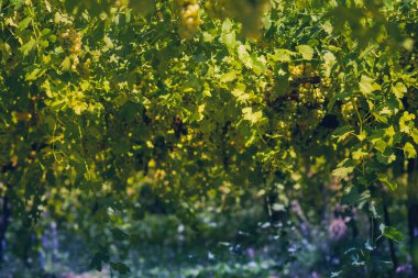 Yazın üzüm bağı. Sarmaşıklardan sarkan üzümleri kapatın..