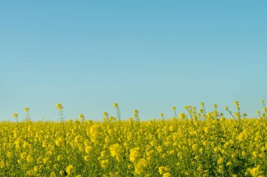 Sonbaharda sarı çiçekli bir tarla. Almanya