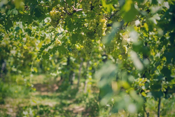 Vineyard Summer Close Bunch Grapes Hanging Vines — Stock Photo, Image