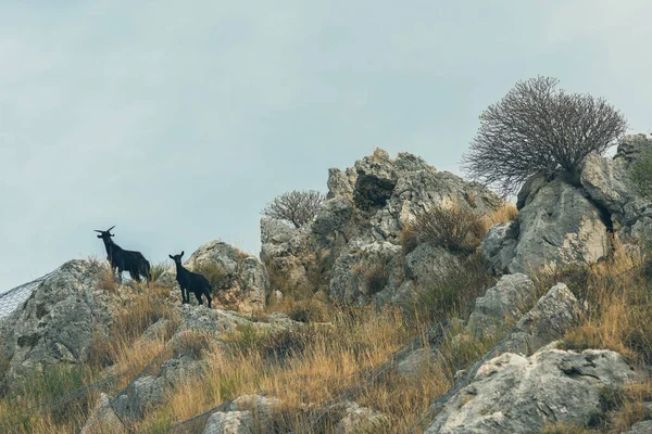 Κατσίκες Στα Βουνά Του Βράχου — Φωτογραφία Αρχείου