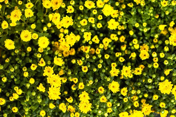 Fundo Floral Com Flores Amarelas — Fotografia de Stock