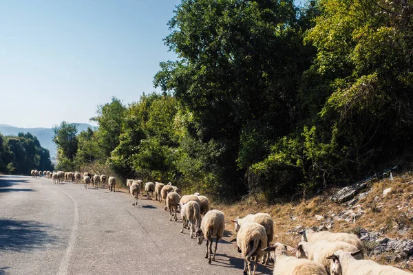 Овцы Дороге Горах Закате Греции Национальный Парк Горы Пиндус — стоковое фото