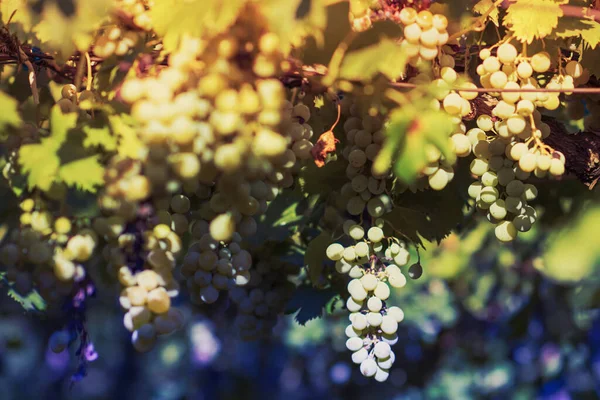 Viñedo Verano Primer Plano Racimo Uvas Colgando Las Vides —  Fotos de Stock