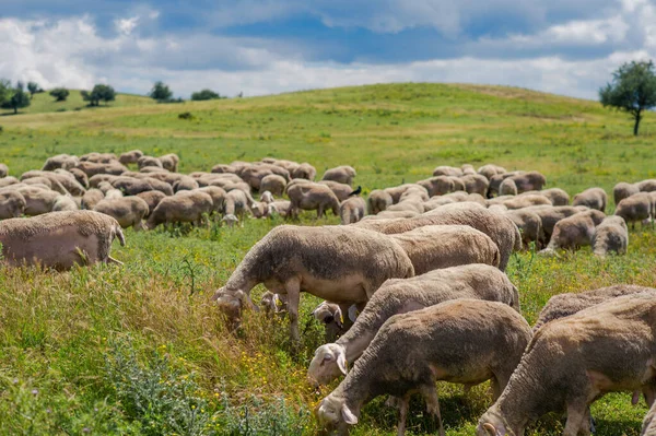 Овцы Пасутся Лугу Горы Закате Греции — стоковое фото