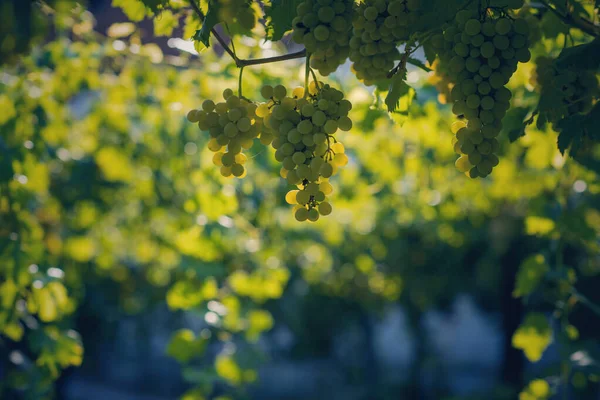 Viñedo Verano Primer Plano Racimo Uvas Colgando Las Vides —  Fotos de Stock