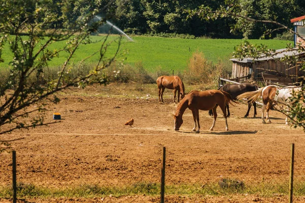 Dois Cavalos Floresta — Fotografia de Stock