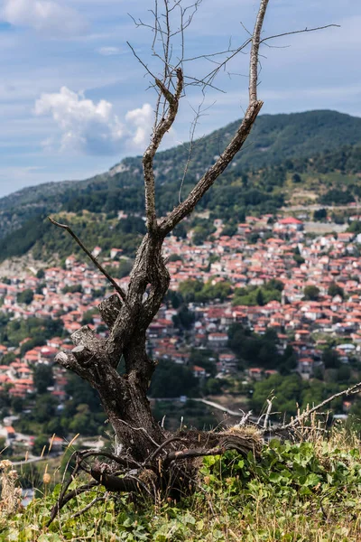 Old Tree Metsovo Metsovitikos Bridge Epirus Mountains Pindus Northern Greece — ストック写真