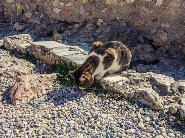 Закрыть Глаза Симпатичную Кошку Сидящую Улице — стоковое фото