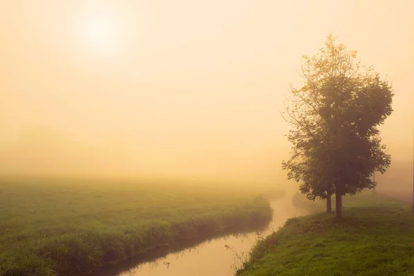 Tree in the field with river in the fog. Atmospheric photography