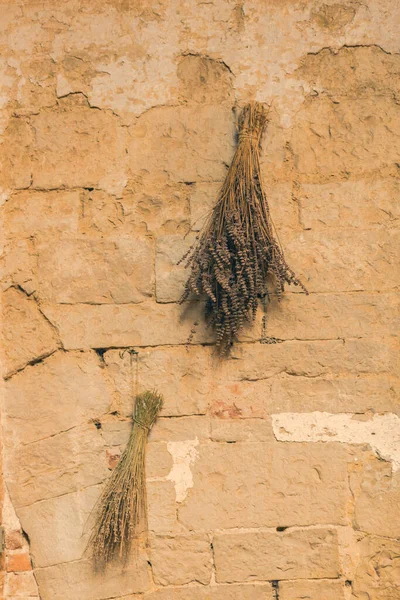 Branches Sèches Plantes Sur Mur — Photo
