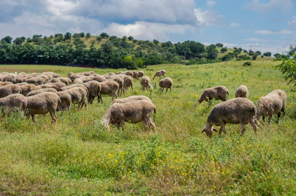 Овцы Пасутся Лугу Горы Закате Греции — стоковое фото