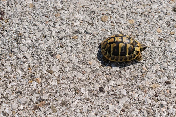Черепаха Ходит Одна Дороге — стоковое фото