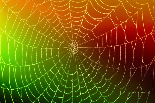 Spider Web Dew Drop Colorful Blurred Background Close Concept — Stock Photo, Image