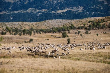 Yunanistan 'ın gün batımında bir dağ çayırında otlayan koyun sürüsü