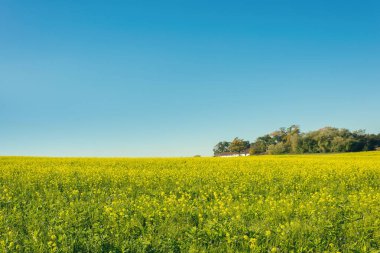 Sonbaharda sarı çiçekli bir tarla. Almanya