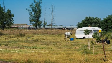 Yunanistan 'daki çayırda at ve kampçı