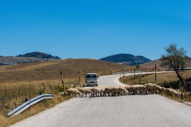 Karşıdan karşıya geçen koyun sürüsü manzarası