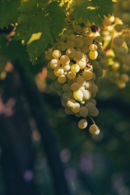 Yazın üzüm bağı. Sarmaşıklardan sarkan üzümleri kapatın..