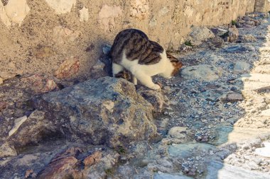 Eski taş sokakta kediler böcekle oynuyor.