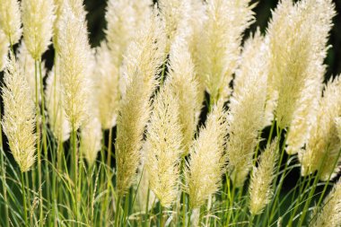 Bahçedeki otların tüylü dikenleri.