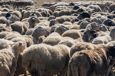 Yunanistan 'ın günbatımında birçok koyun dağlık bir çayırda otluyor. Tam çerçeve.