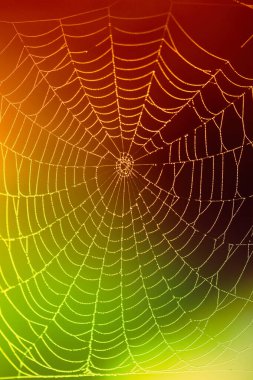 Renkli bulanık arkaplanda yağmur damlaları olan örümcek ağı. 