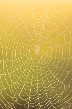 Renkli bulanık arkaplanda yağmur damlası olan örümcek ağı. yakın plan