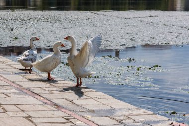 Genç yeşil filizler sonbaharda tarlaya vurur. Almanya