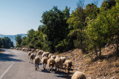 Yunanistan 'ın gün batımında dağda koyunlar yolda. Pindus Dağı Ulusal Parkı