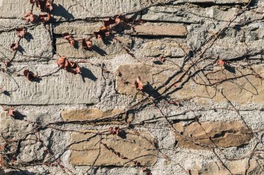 Yerdeki kuru yapraklar.