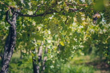 Newtown, Connecticut Abd - Ekim 29:Sandy Kasırgası Sonrası Newtown bir eve bir ağaç devirme, Connecticut Ekim'de 29, 2012