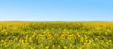 Mavi gökyüzü arka planında sarı çiçek tarlası 