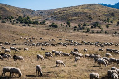 Yunanistan 'ın gün batımında bir dağ çayırında otlayan koyun sürüsü