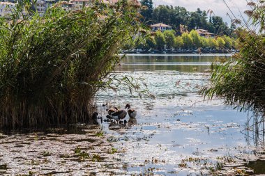 Ördekler Kastoria ve Orestias Gölü 'nün arka planında. Yunanistan