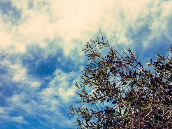 Оливковое Дерево Фоне Греческого Города Вергина — стоковое фото