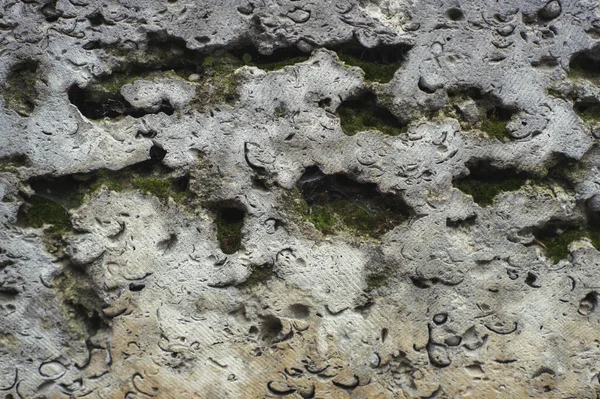 Texture Surface Calcaire Forme Coquilles Étoiles Mer — Photo