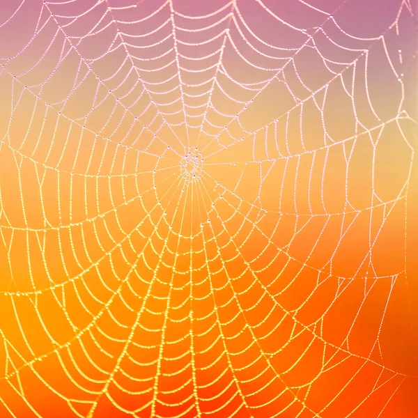 Spider web with dew drop on colorful blurred background. close-up. Concept.