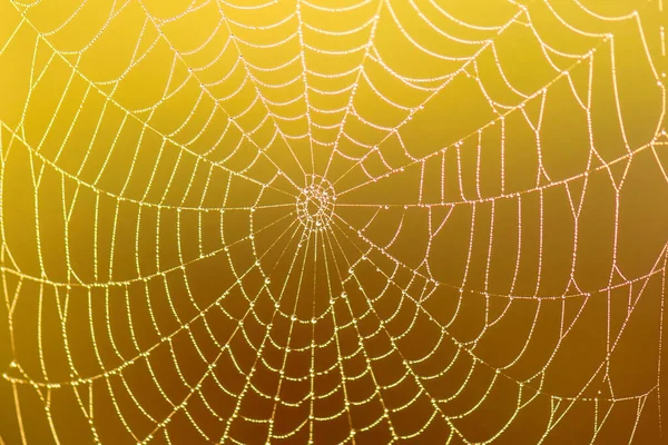Spider web with dew drop on colorful blurred background. close-up.