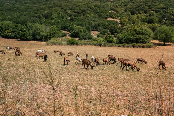 Cabras Pastam Prado Montanha Pôr Sol Grécia — Fotografia de Stock